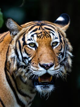 Close-up of a Bengal tiger with vibrant stripes in a lush, natural setting.